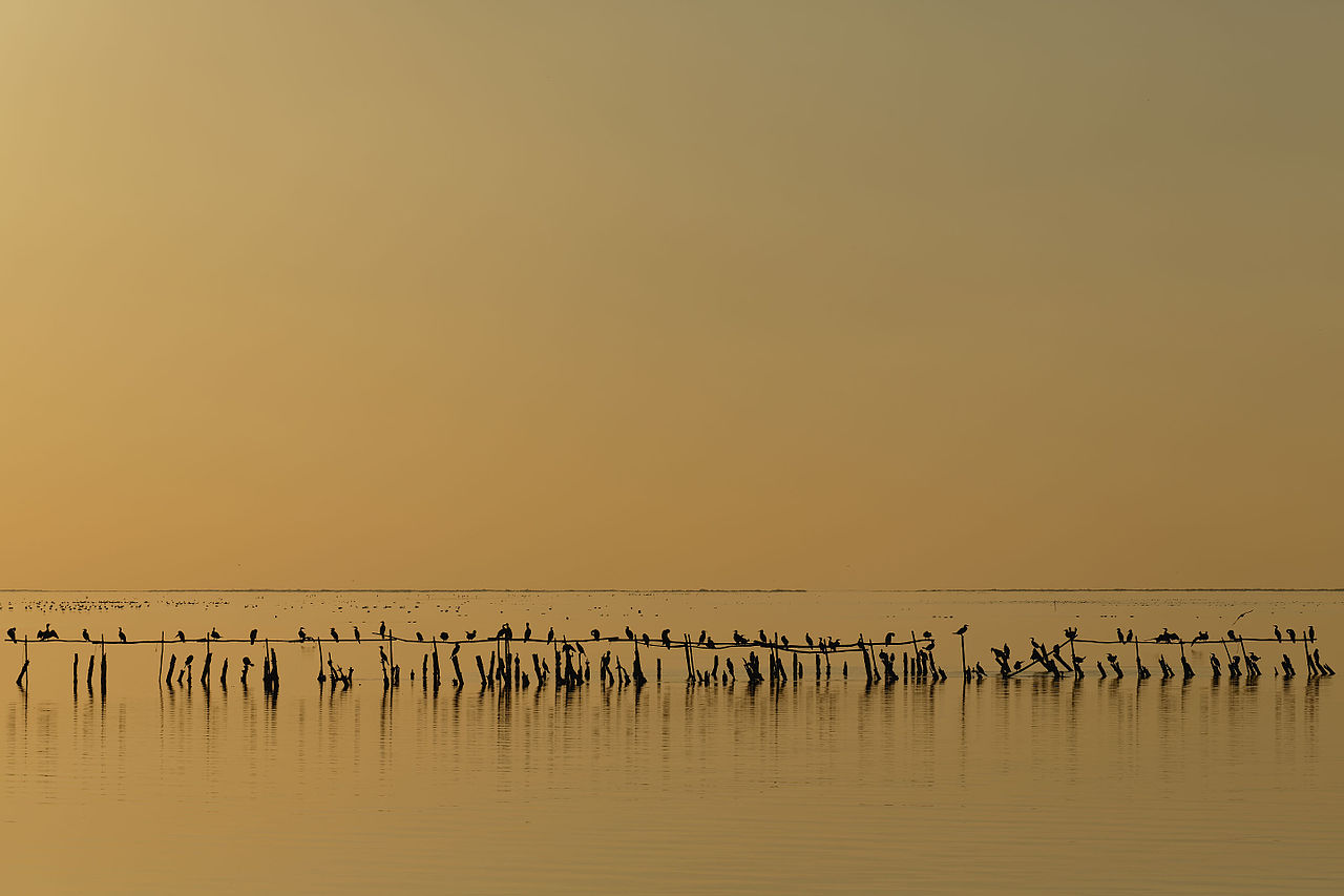 "Camargue Étang de Vaccarès" by Ddeveze, under CC-BY-SA-3.0