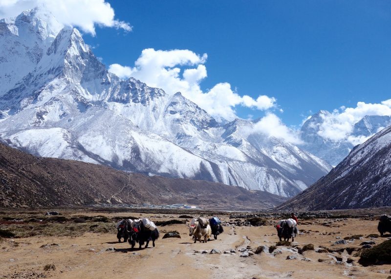 Himalayan yaks in the Everest region