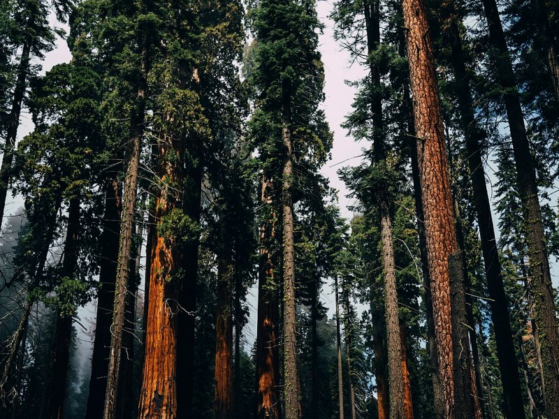 Trees in Sequoia National Park