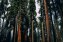 Trees in Sequoia National Park