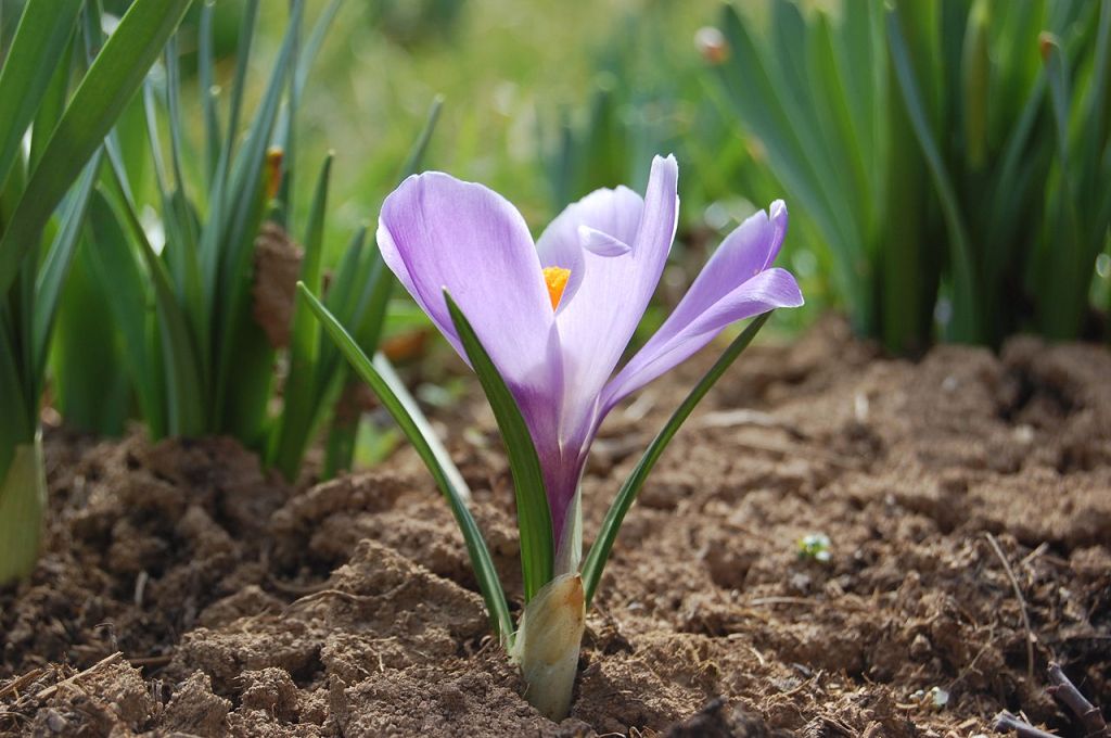 Flower planted in the ground