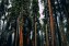 Trees in Sequoia National Park